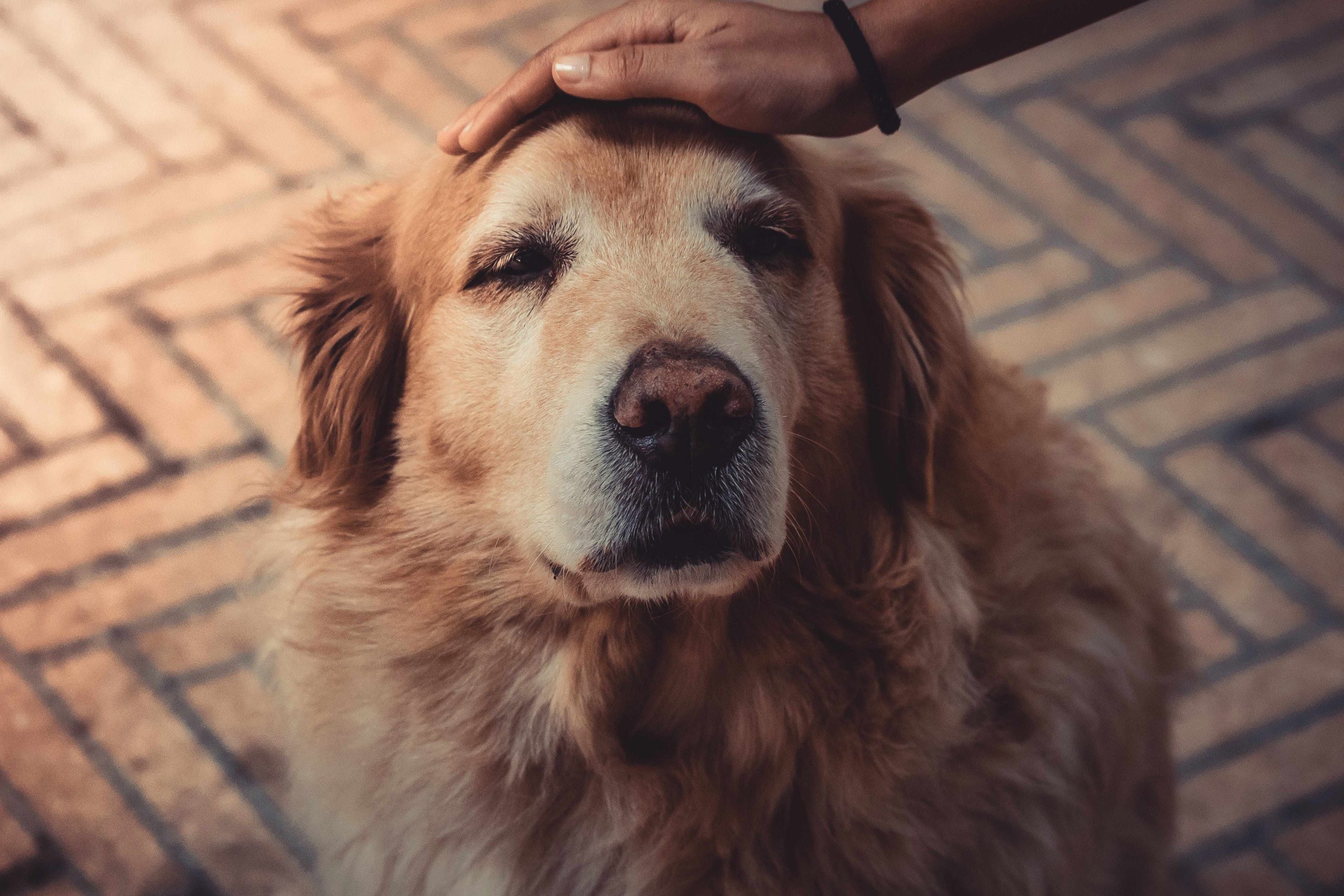 The Impact of Emotional Support Animals on Mental Health